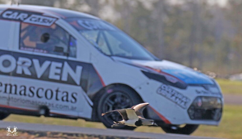 VUELA BAJITO COMO LAS AVES